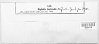 Diplodia juglandis image